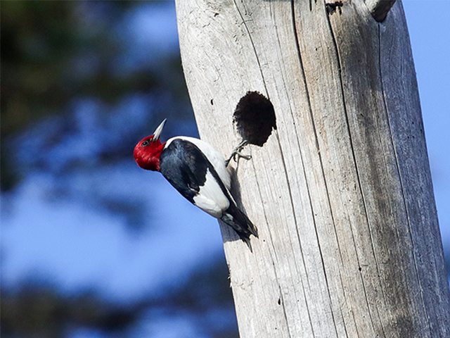 Red-headed Woodpecker by Martina Nordstrand